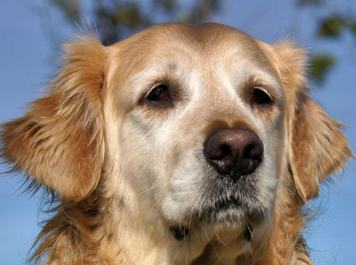 Golden Retriever Portrait - CALVENDO Foto-Puzzle - calvendoverlag 39.99