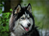 Husky - CALVENDO Foto-Puzzle - calvendoverlag 29.99