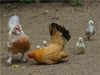 Lustige Hühnerschar - CALVENDO Foto-Puzzle - calvendoverlag 39.99
