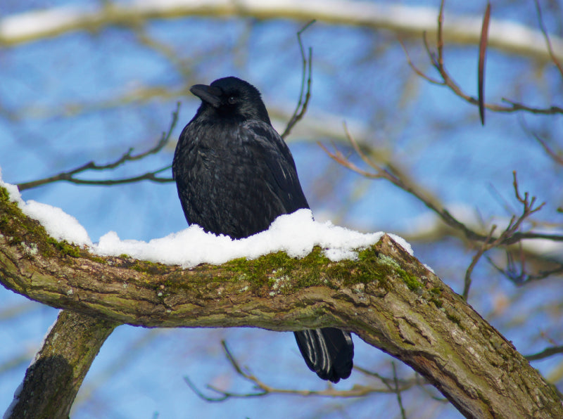 Rabe im Winter - CALVENDO Foto-Puzzle - calvendoverlag 39.99