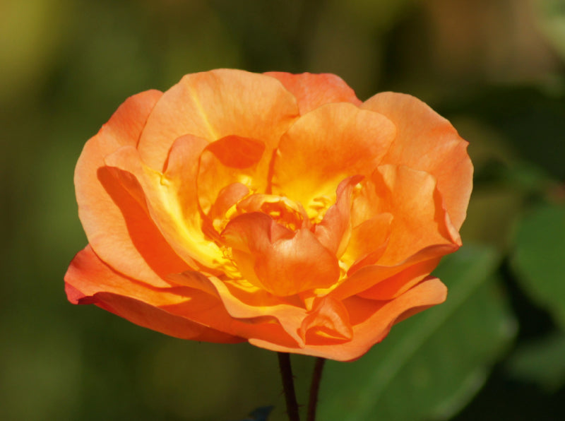 Orangene Rosenblüte - CALVENDO Foto-Puzzle - calvendoverlag 39.99