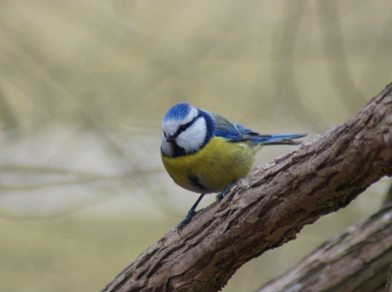 Blaumeise - CALVENDO Foto-Puzzle - calvendoverlag 39.99