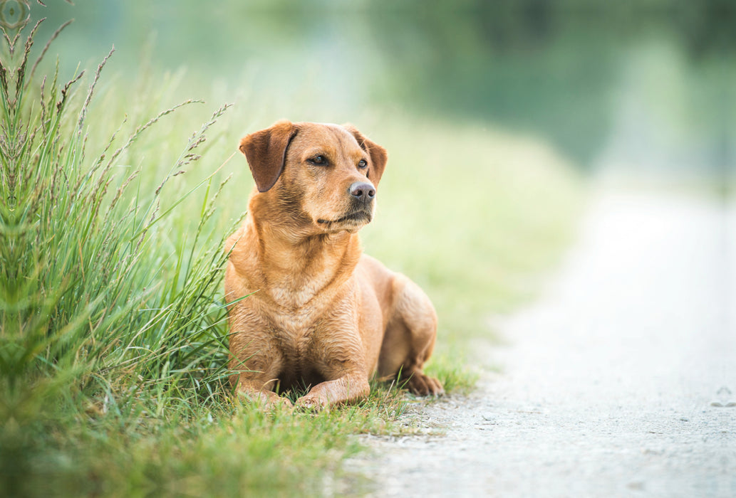 Premium textile canvas Premium textile canvas 120 cm x 80 cm landscape Foxred Labrador in the grass 