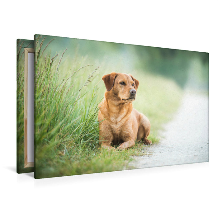 Premium textile canvas Premium textile canvas 120 cm x 80 cm landscape Foxred Labrador in the grass 