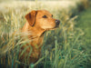 Labrador foxred im Kornfeld - CALVENDO Foto-Puzzle - calvendoverlag 29.99