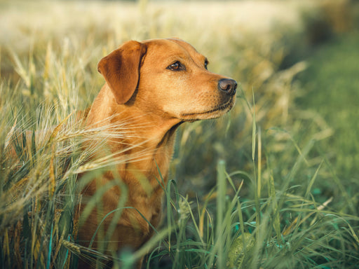 Labrador foxred im Kornfeld - CALVENDO Foto-Puzzle - calvendoverlag 29.99