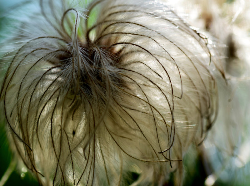 Zarte, flaumige Clematis. - CALVENDO Foto-Puzzle - calvendoverlag 41.99