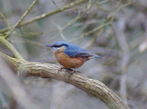 Kleiber (Sitta europaea) - CALVENDO Foto-Puzzle - calvendoverlag 39.99