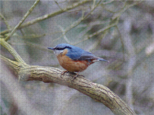 Kleiber (Sitta europaea) - CALVENDO Foto-Puzzle - calvendoverlag 39.99