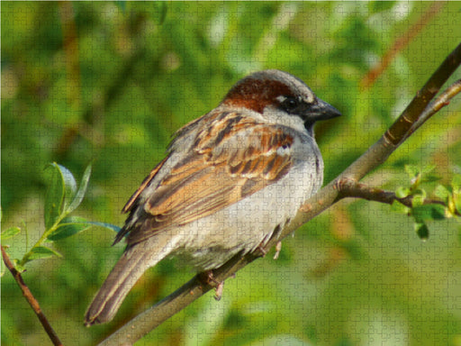 Haussperling (Passer domesticus) im Baum - CALVENDO Foto-Puzzle - calvendoverlag 39.99