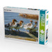 Gänsesäger Küken - CALVENDO Foto-Puzzle - calvendoverlag 39.99