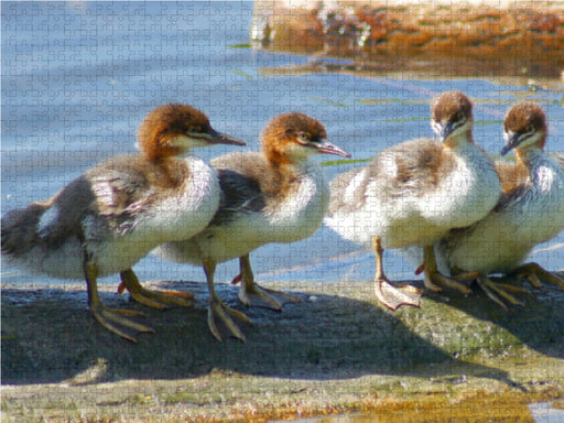 Gänsesäger Küken - CALVENDO Foto-Puzzle - calvendoverlag 39.99