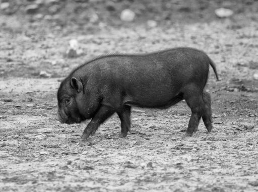 Schwarzes Mikroschwein Ferkel - CALVENDO Foto-Puzzle - calvendoverlag 39.99