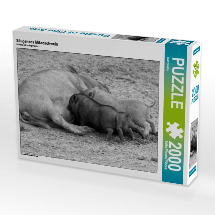 Säugendes Mikroschwein - CALVENDO Foto-Puzzle - calvendoverlag 39.99