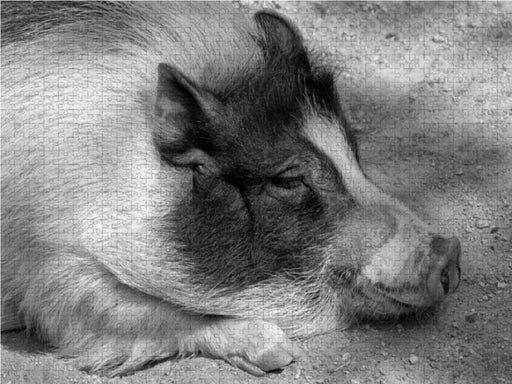 Schlafendes Minischwein - CALVENDO Foto-Puzzle - calvendoverlag 39.99