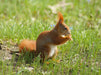 Rotes Eichhörnchen beim Dinner - CALVENDO Foto-Puzzle - calvendoverlag 39.99