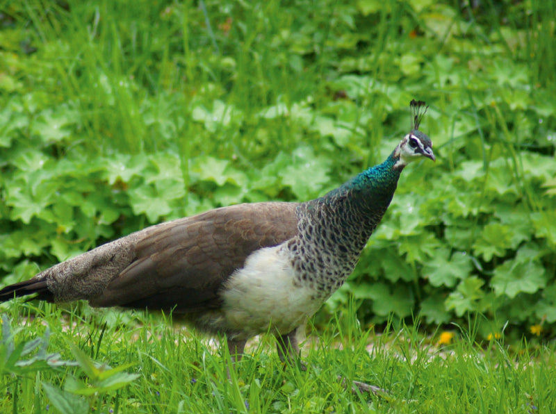 Pfauen Weibchen auf der Wiese - CALVENDO Foto-Puzzle - calvendoverlag 29.99