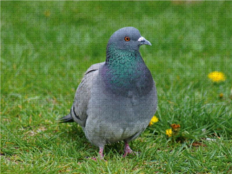 Taube auf der Wiese - CALVENDO Foto-Puzzle - calvendoverlag 29.99