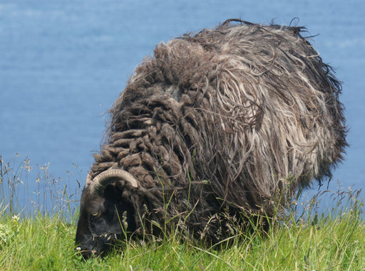 Schaf auf grünen Land von Helgoland - CALVENDO Foto-Puzzle - calvendoverlag 29.99