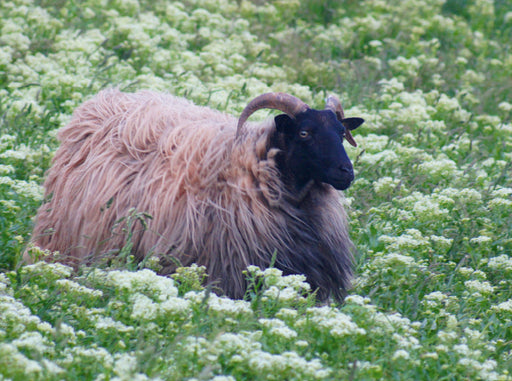 Schaf in Blumenwiese - CALVENDO Foto-Puzzle - calvendoverlag 29.99
