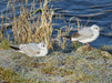 Möwen im Winter - CALVENDO Foto-Puzzle - calvendoverlag 29.99