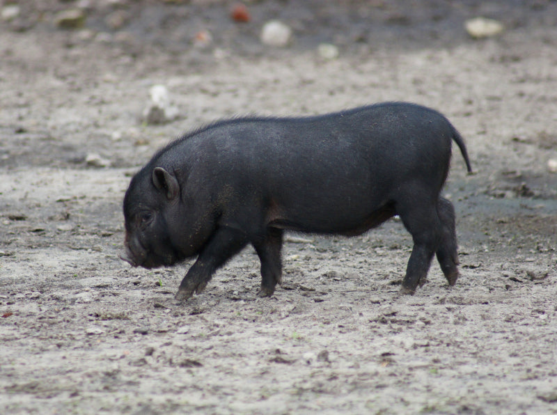 Schwarzes Mikroschwein Ferkel - CALVENDO Foto-Puzzle - calvendoverlag 29.99