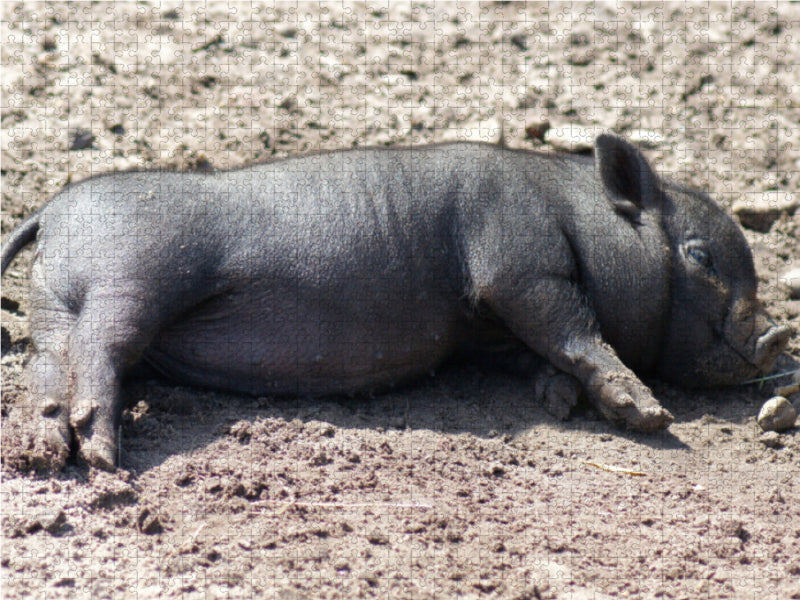 Schlafende Mikroschwein Ferkel - CALVENDO Foto-Puzzle - calvendoverlag 29.99