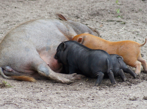 Mikroschwein Familie - CALVENDO Foto-Puzzle - calvendoverlag 29.99