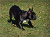Spielende Französische Bulldogge - CALVENDO Foto-Puzzle - calvendoverlag 29.99