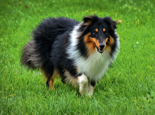 Langhaar Collie tricolor - CALVENDO Foto-Puzzle - calvendoverlag 29.99