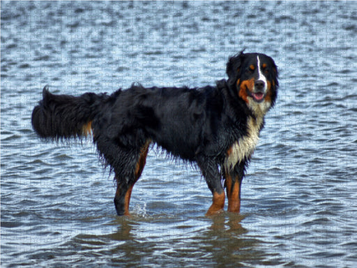 Berner Sennenhund in der Nordsee - CALVENDO Foto-Puzzle - calvendoverlag 39.99