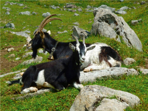 Ziegen in den Schweizer Alpen - CALVENDO Foto-Puzzle - calvendoverlag 29.99