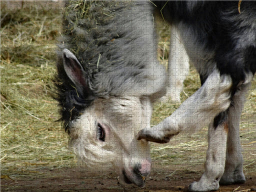 Mal Nachdenken - CALVENDO Foto-Puzzle - calvendoverlag 29.99