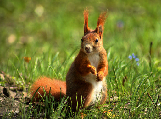 Rotes Eichhörnchen - CALVENDO Foto-Puzzle - calvendoverlag 29.99