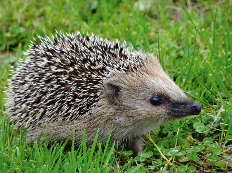 Igel auf der Wiese - CALVENDO Foto-Puzzle - calvendoverlag 29.99