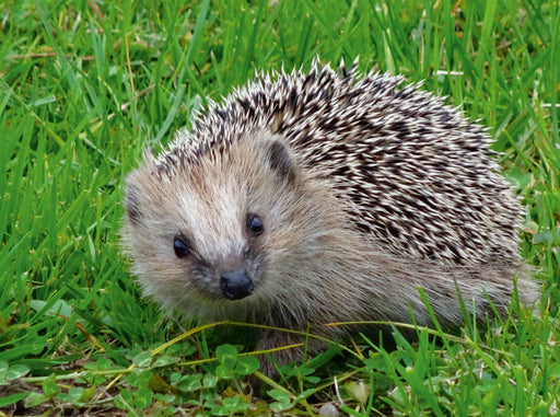 Igel - CALVENDO Foto-Puzzle - calvendoverlag 29.99