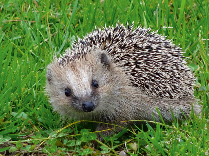 Igel - CALVENDO Foto-Puzzle - calvendoverlag 29.99