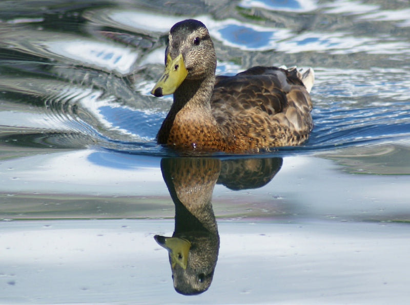 Ente im Silbersee - CALVENDO Foto-Puzzle - calvendoverlag 39.99