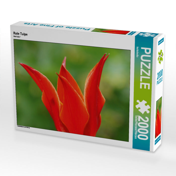 Rote Tulpe - CALVENDO Foto-Puzzle - calvendoverlag 29.99