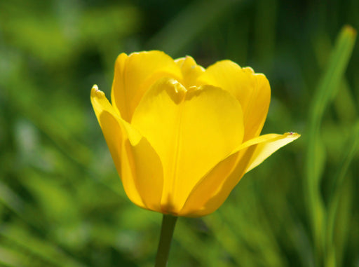 Gelbe Tulpenblüte - CALVENDO Foto-Puzzle - calvendoverlag 29.99