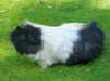 Schwarz weißer Rosettenmeerschweinchen Mischling - CALVENDO Foto-Puzzle - calvendoverlag 29.99