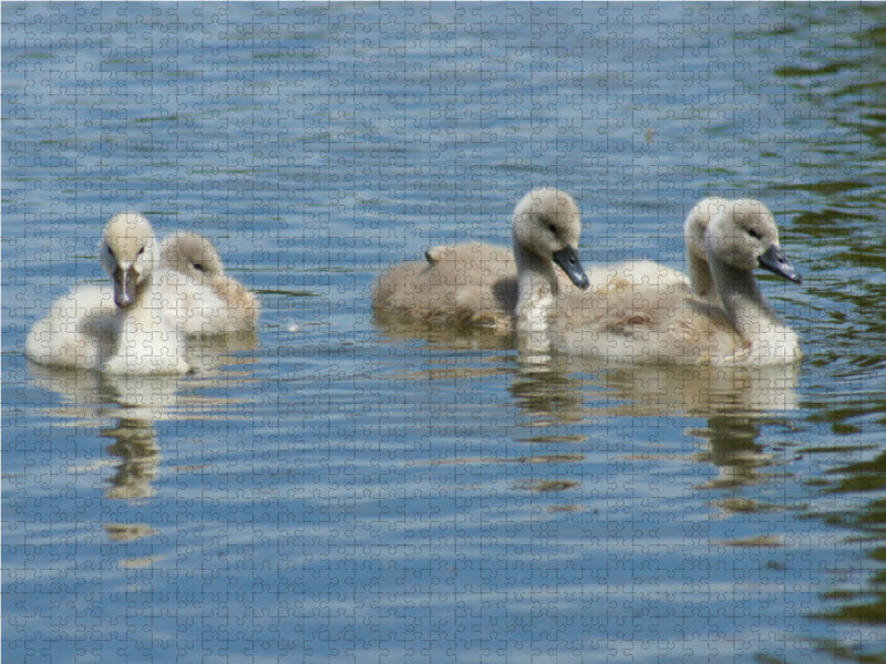 Liebenswerte Schwanenküken - CALVENDO Foto-Puzzle - calvendoverlag 29.99