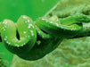 Grüne Baumpython (Morelia viridis) - CALVENDO Foto-Puzzle - calvendoverlag 29.99