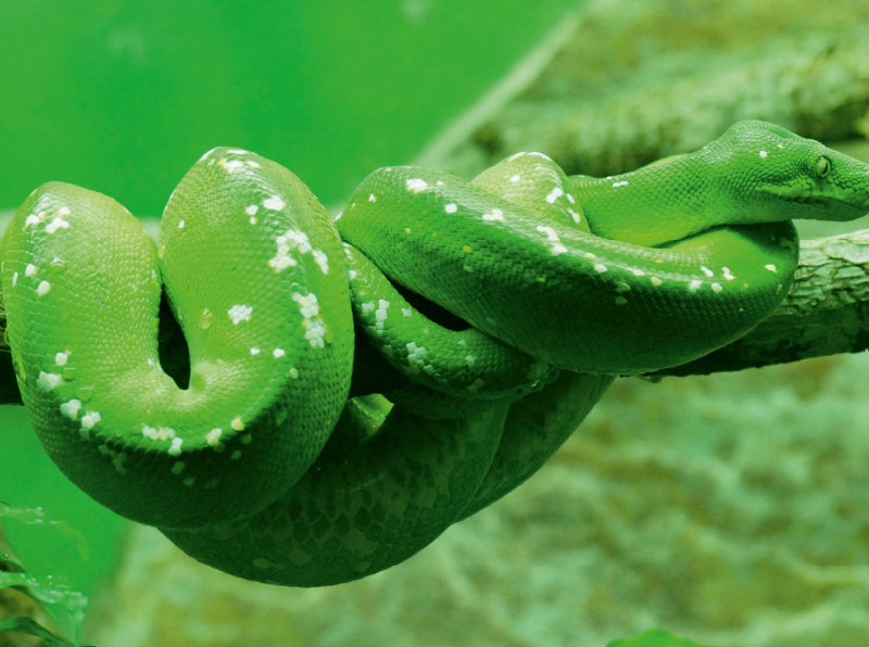 Grüne Baumpython (Morelia viridis) - CALVENDO Foto-Puzzle - calvendoverlag 29.99