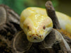 Albino Python - CALVENDO Foto-Puzzle - calvendoverlag 29.99