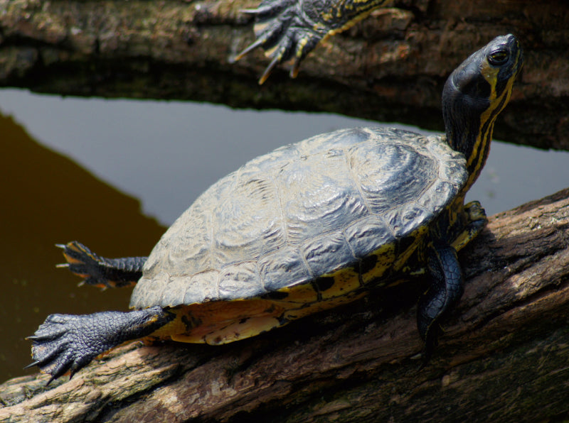 Schmuckschildkröte beim Sonnen - CALVENDO Foto-Puzzle - calvendoverlag 29.99