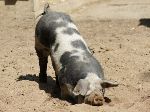 Glückliches Hauschwein - CALVENDO Foto-Puzzle - calvendoverlag 39.99