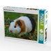 Meerschweinchen on Tour - CALVENDO Foto-Puzzle - calvendoverlag 39.99