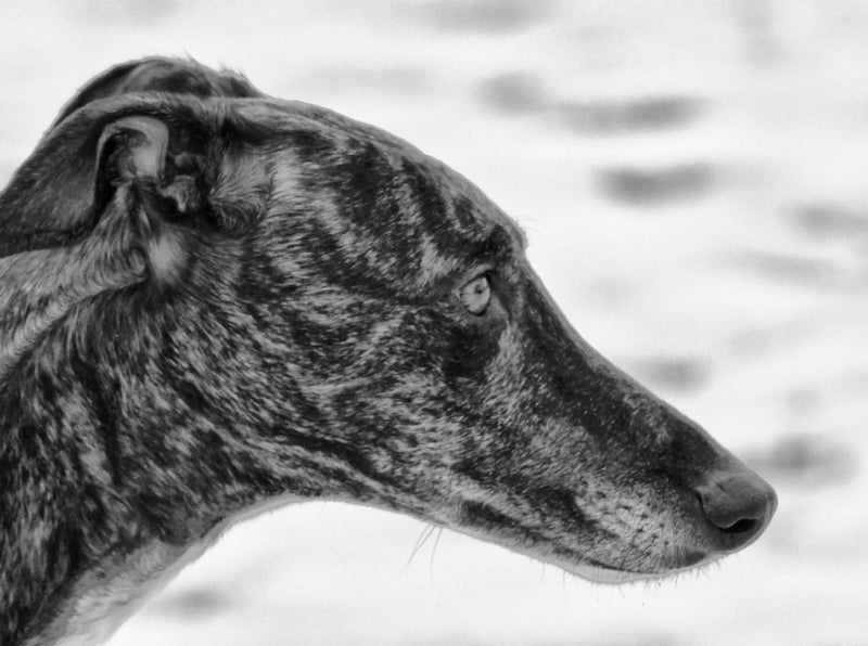 Windhund Profil - CALVENDO Foto-Puzzle - calvendoverlag 39.99