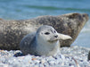 Robben Baby am Strand von Helgoland - CALVENDO Foto-Puzzle - calvendoverlag 29.99